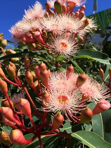 Gumnuts australian nature