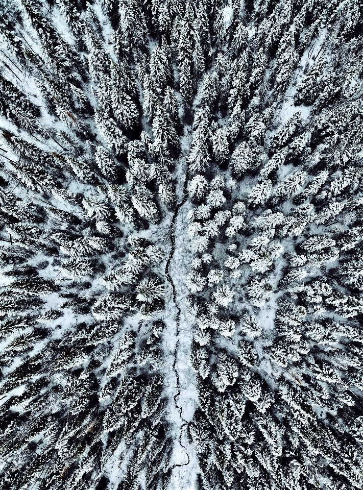 Pine trees in winter