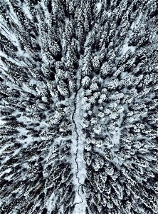 Pine trees in winter photo