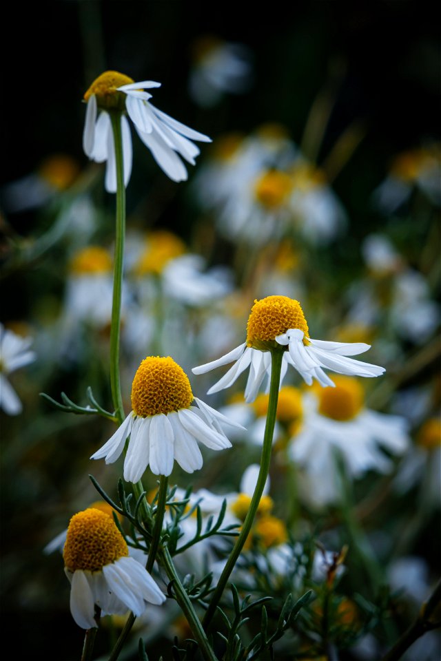 Flower closeup photo