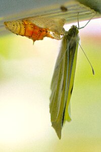 Chrysalis nature insect