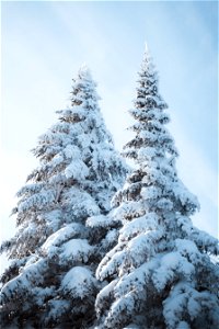 Snowy pine trees photo