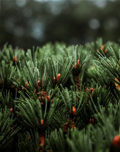 Pine needles photo