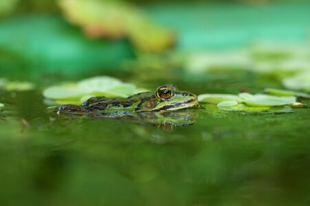 Green summer eye