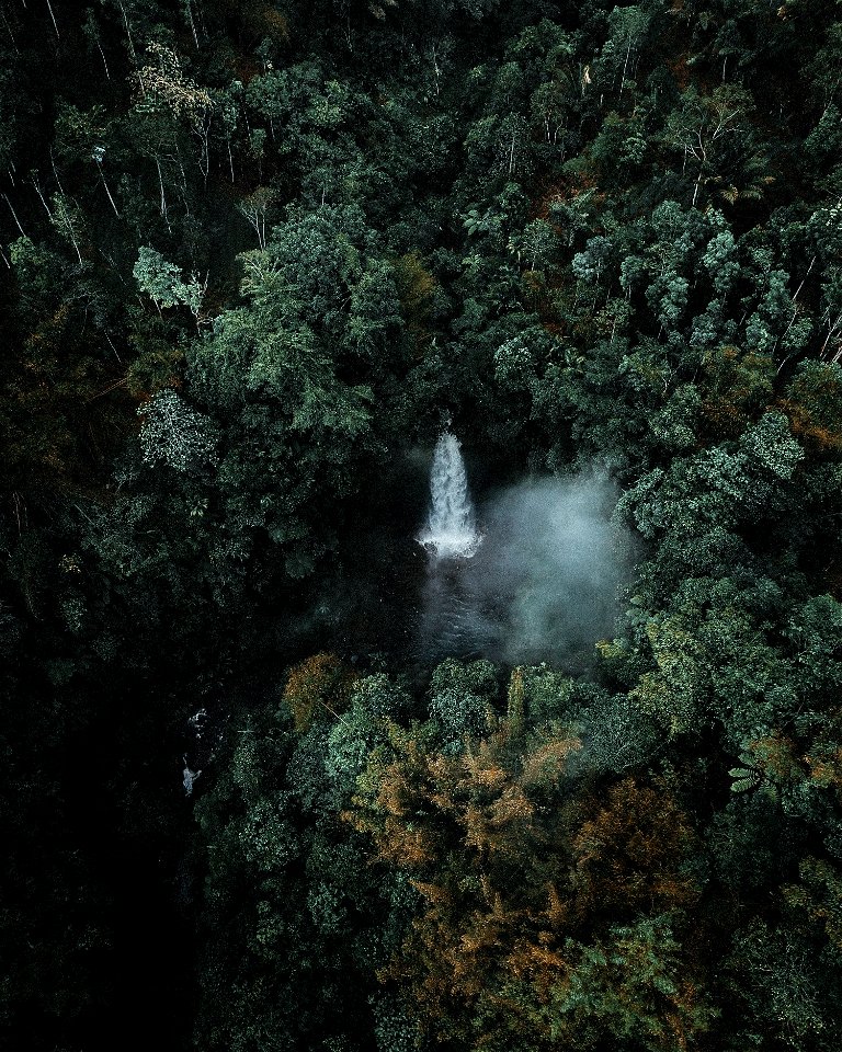 In the middle of the forest