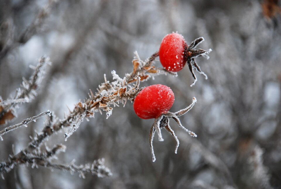 Icing frost cold
