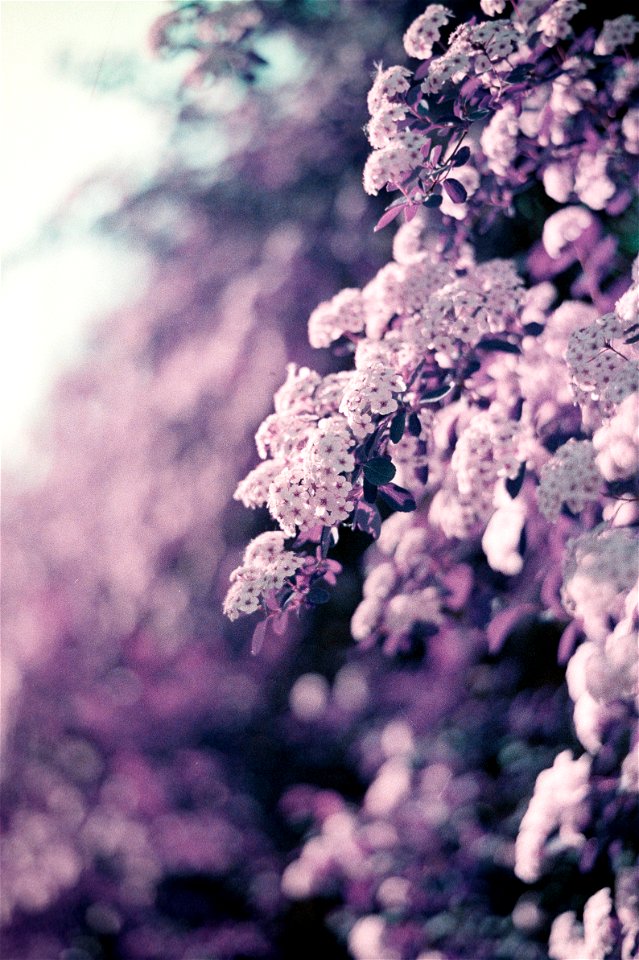 Nature’s Bouquet
