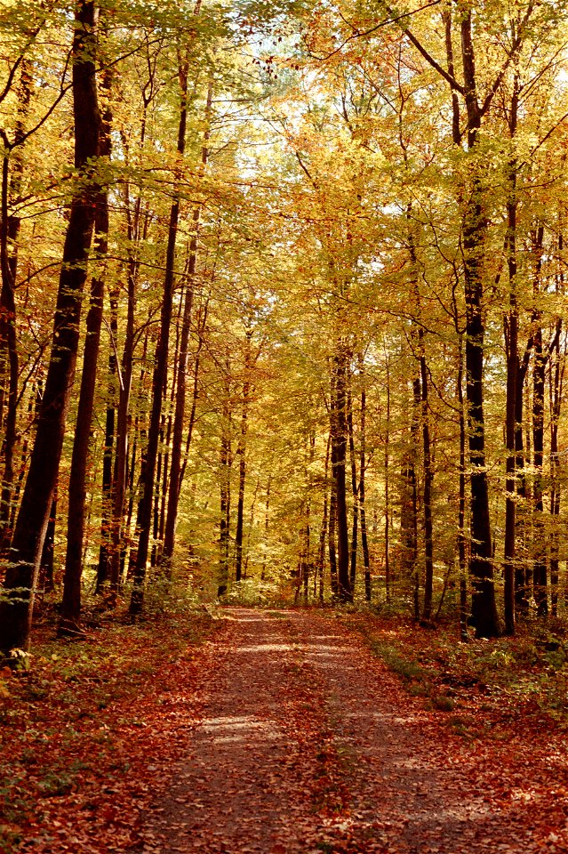 Bowered Path