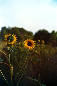 Sun’s sunflower photo