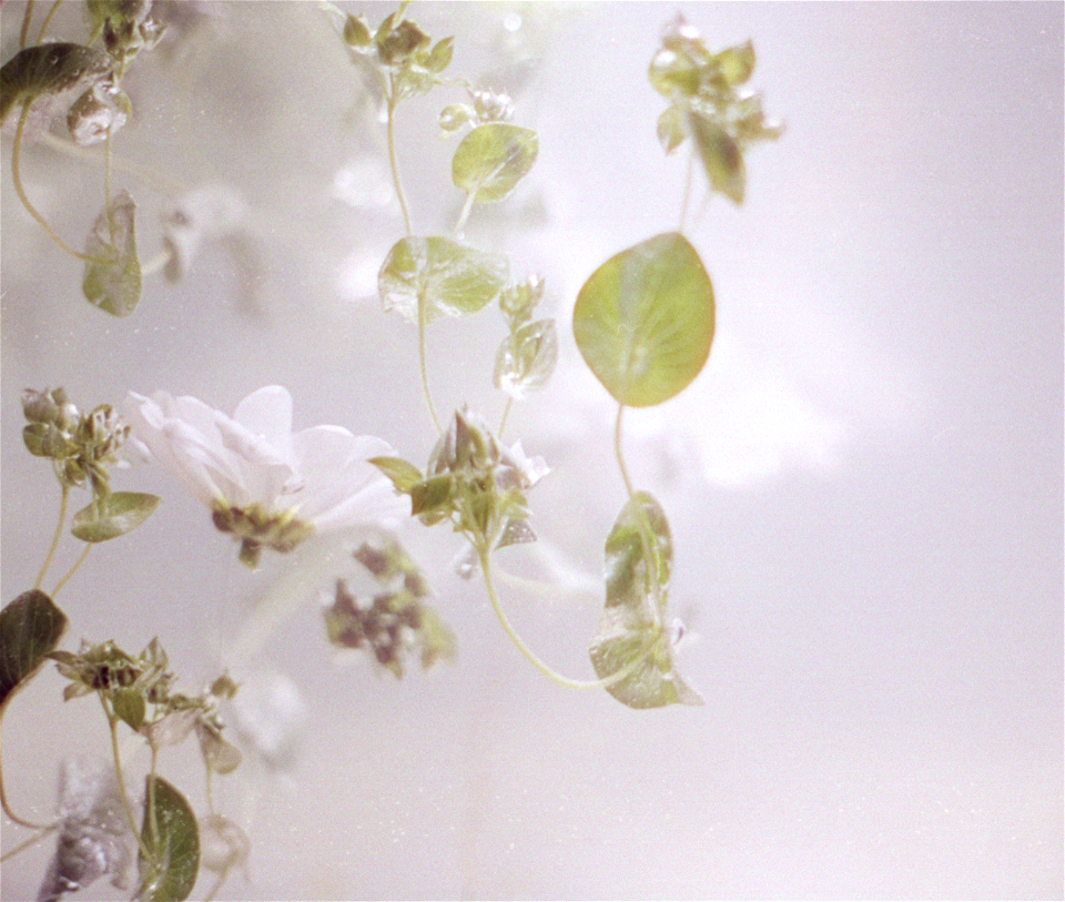 Leaf Prints