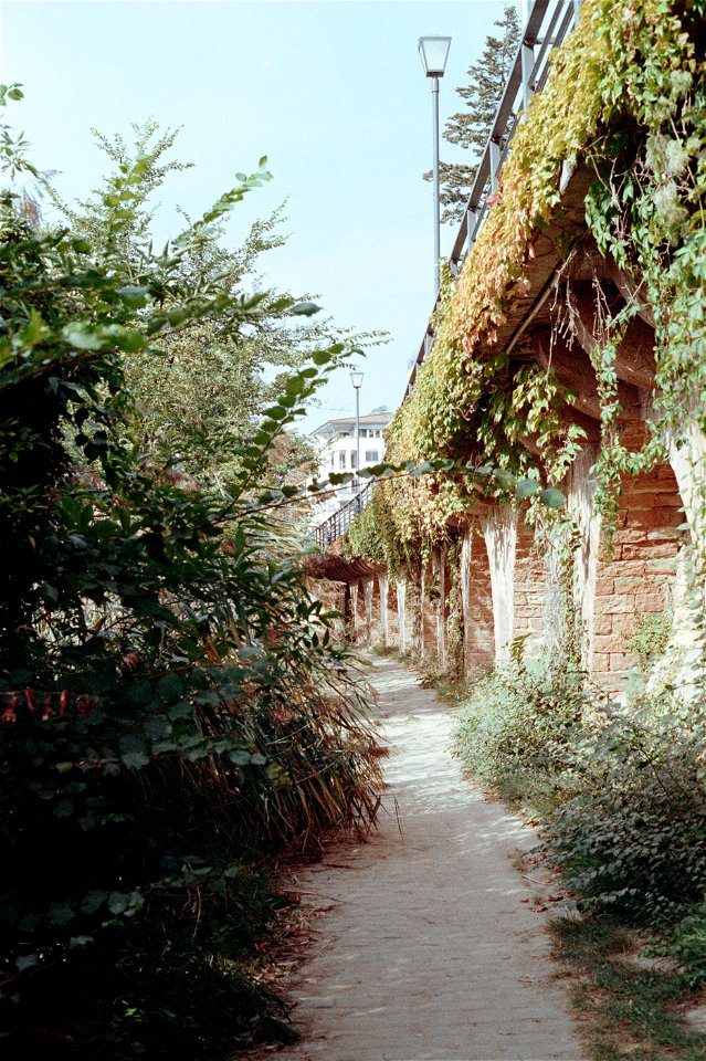 Nature under the bridge photo