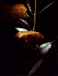 Flower on film photo