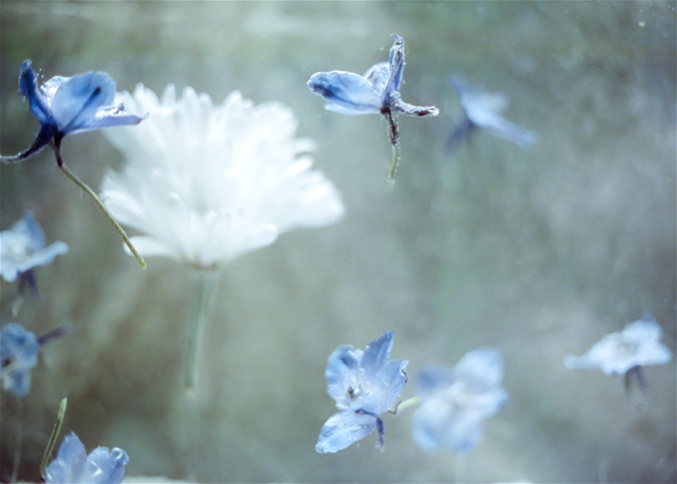 The way flowers move
