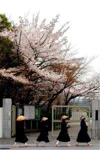 Sakura