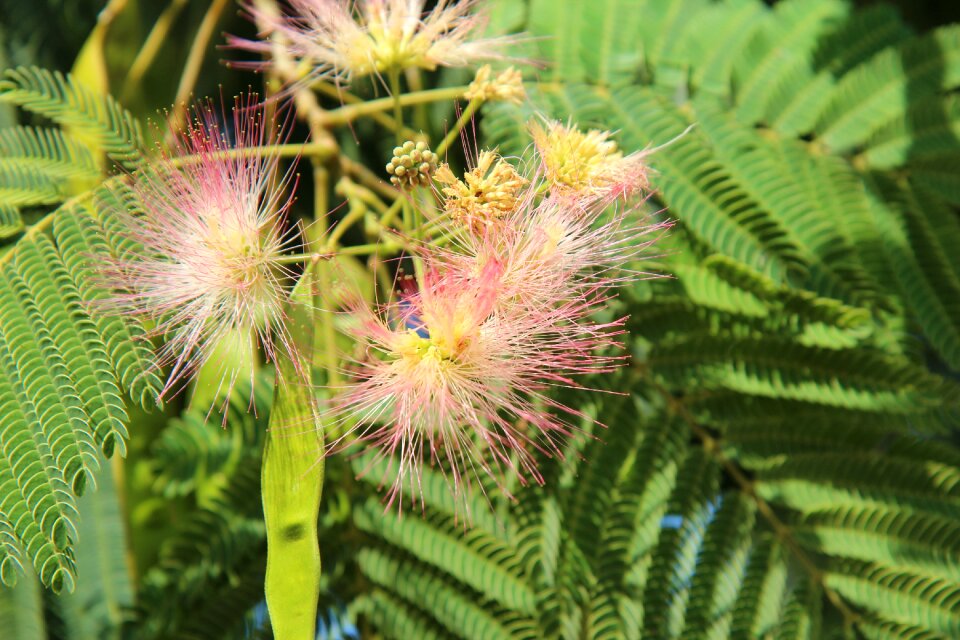 Mimosa of constantinople shrub flowering