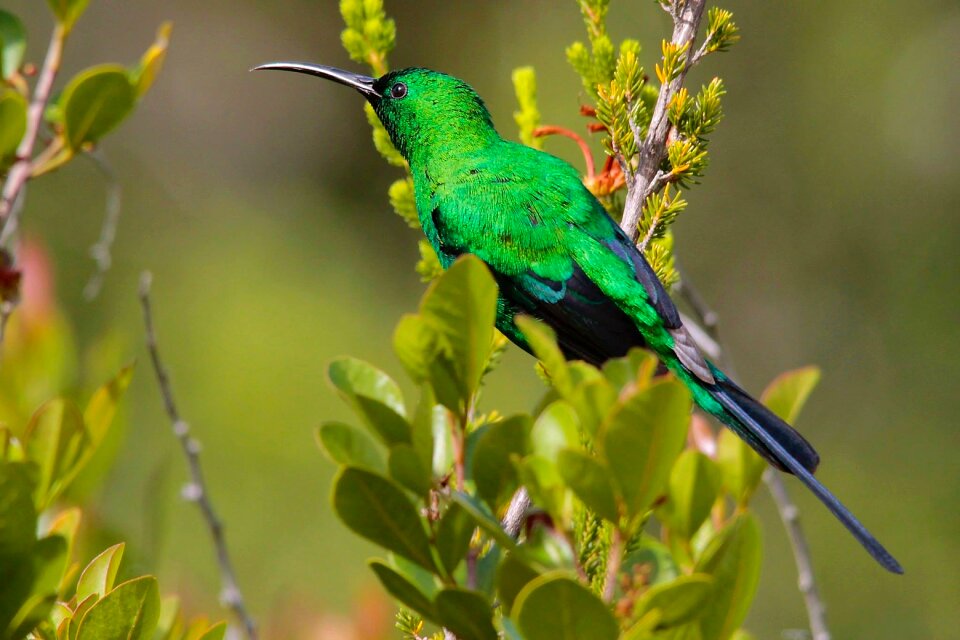 Malachite sunbird south africa