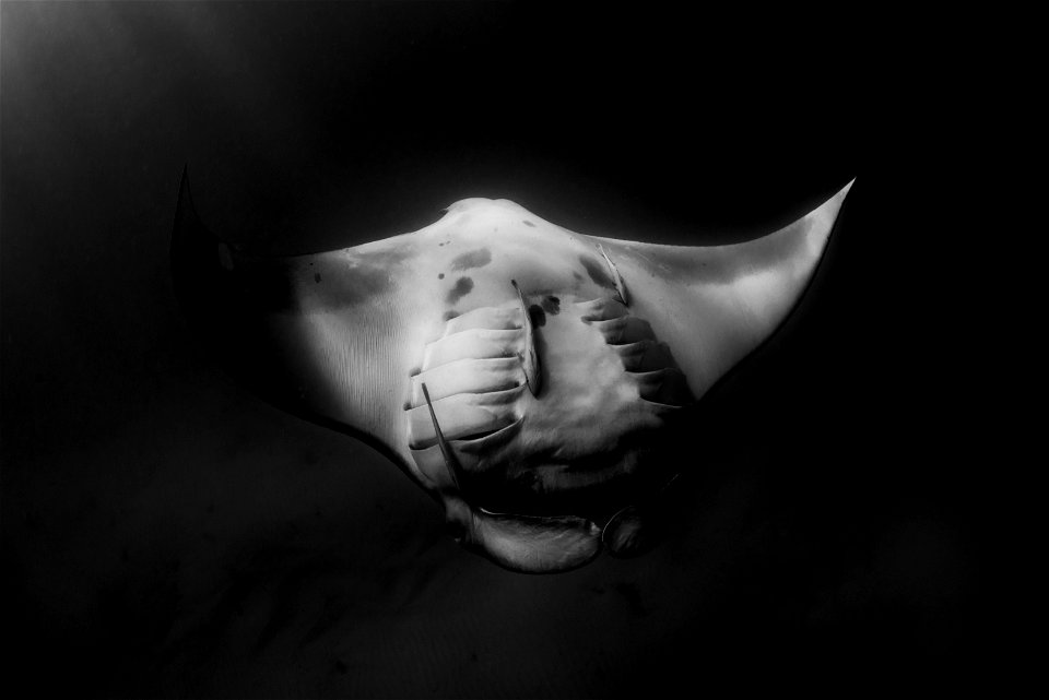 Mysterious Ray