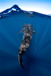 Whale Shark photo