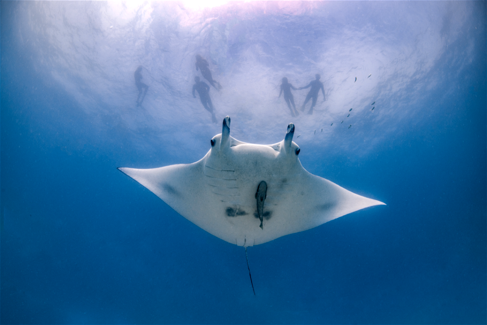Ray