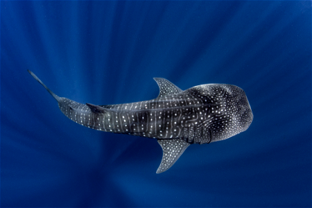 Whale Shark photo