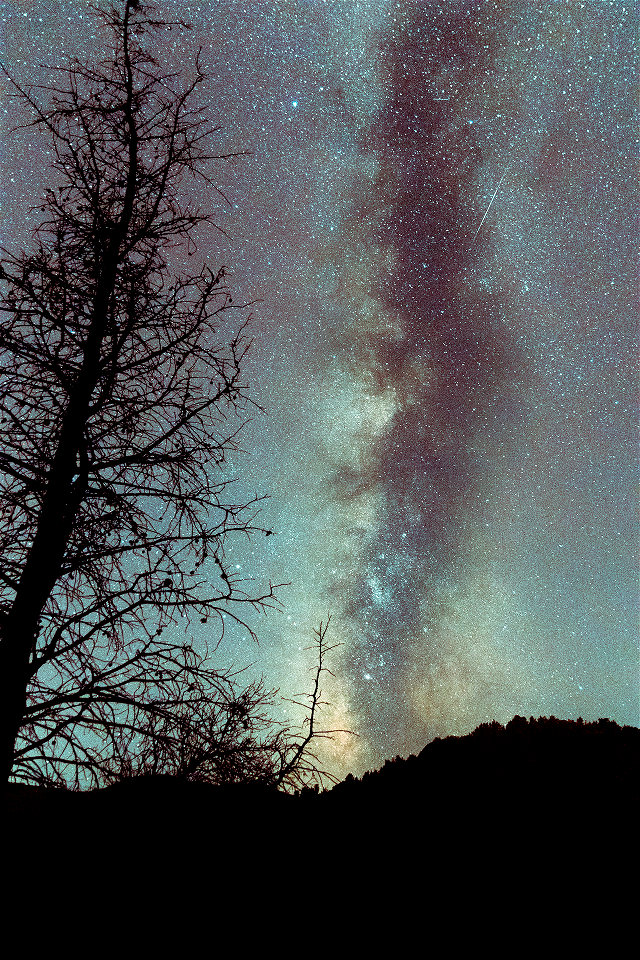Stars and the tree