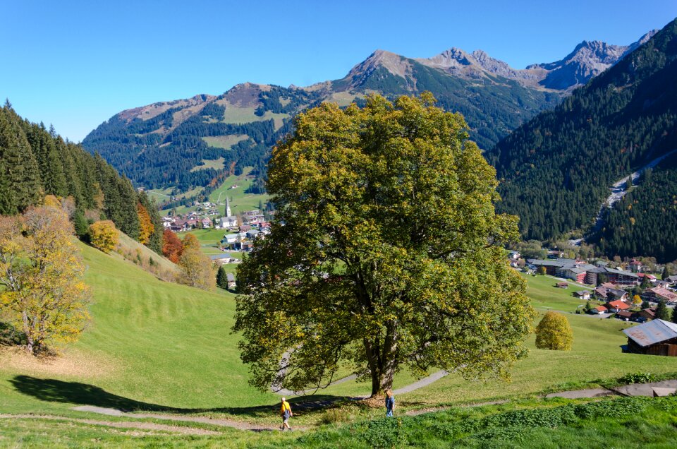 Mountain forest trees