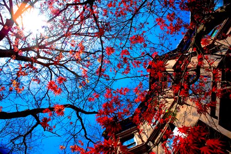 Season nature maple