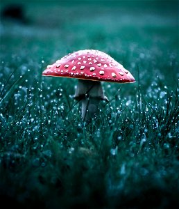 Mushroom under the rain