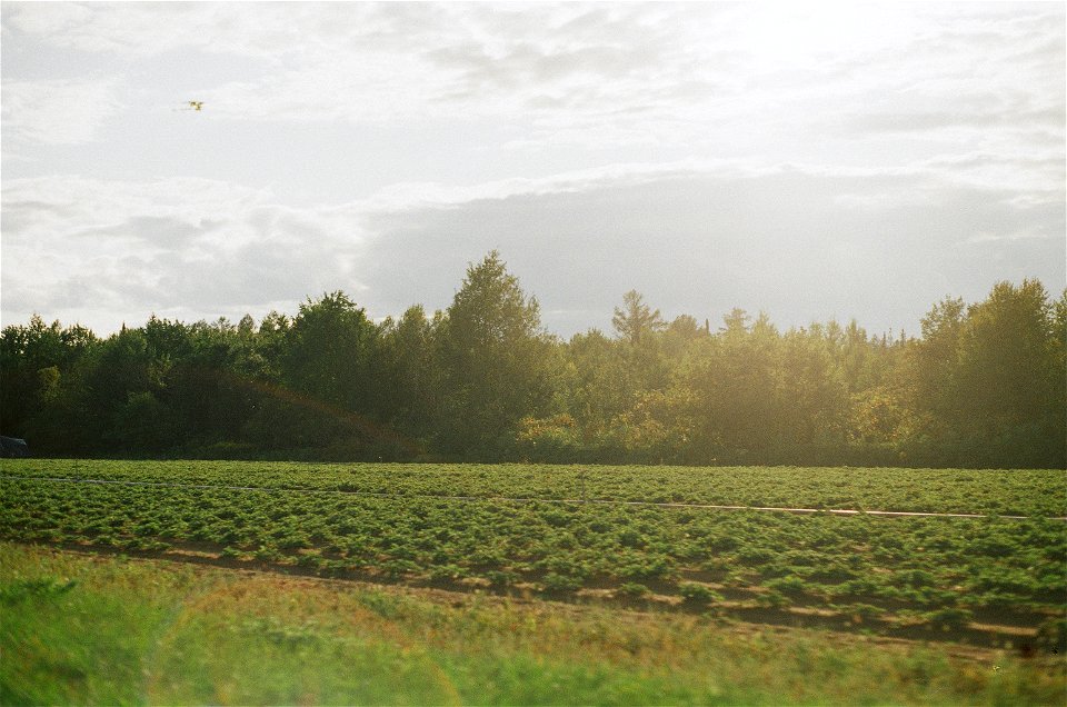 Green field