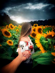 Woman in a Sunflower Field photo