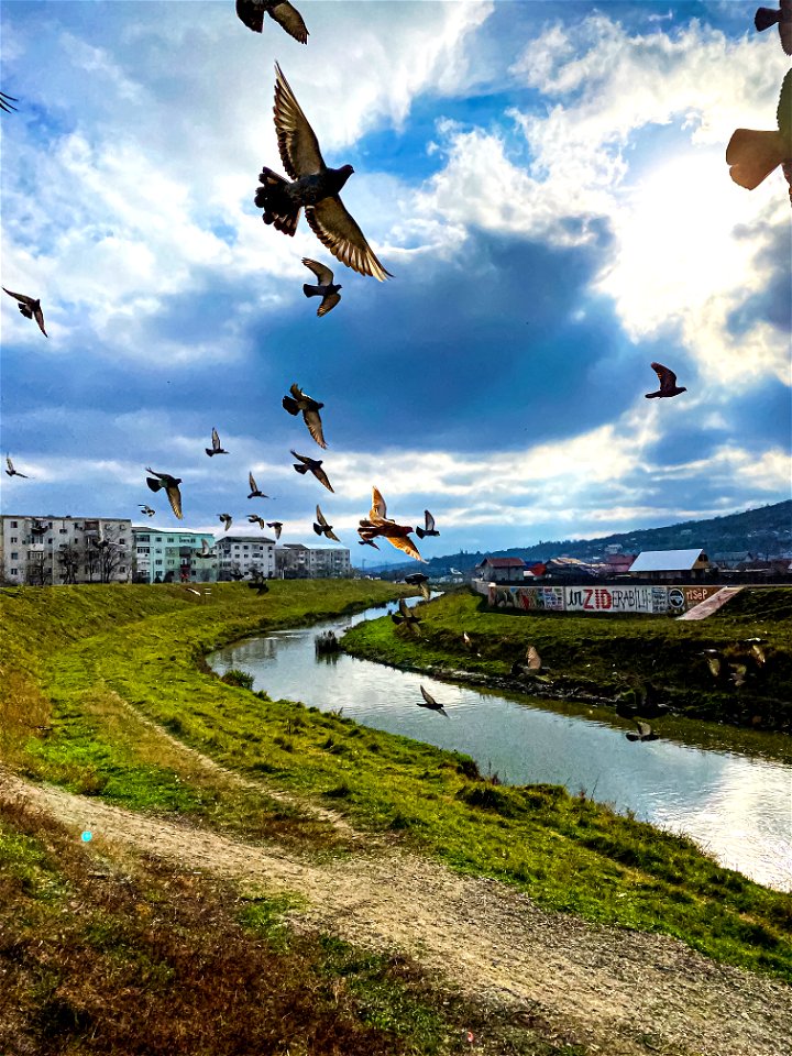 Flying Birds