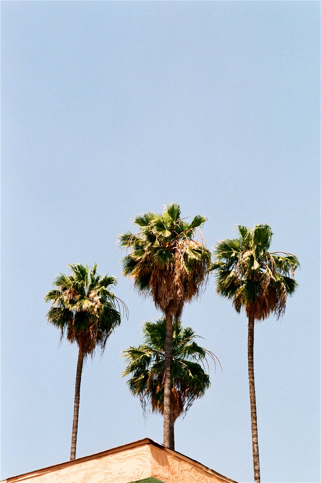 Palm Trees
