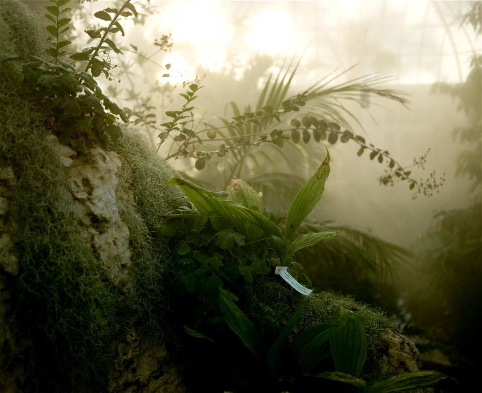 Gloomy plants