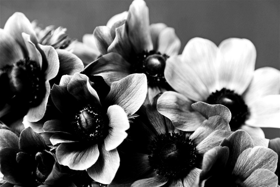 Anemone