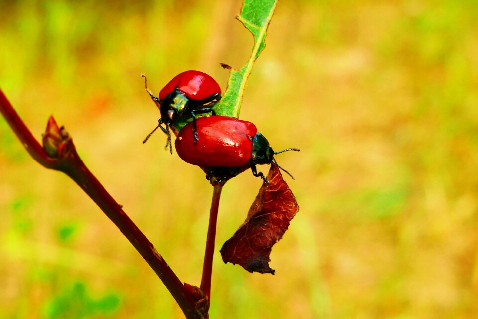 Insects invertebrates arthropods