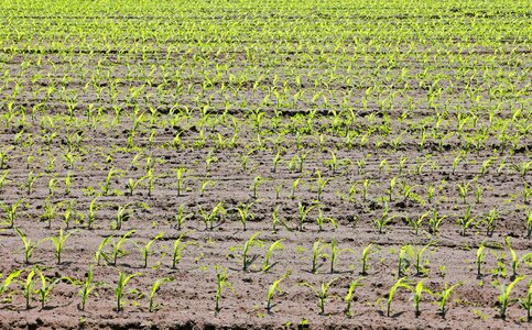 Spring may arable