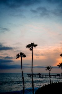 Palm Tree Beach photo