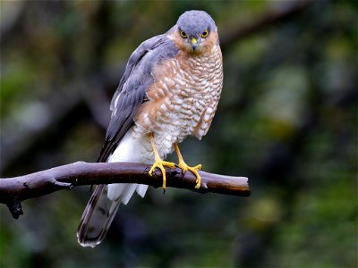 Bird of prey on a branch