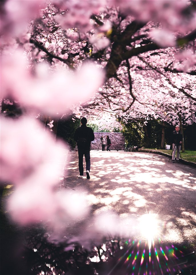 Pink Trees