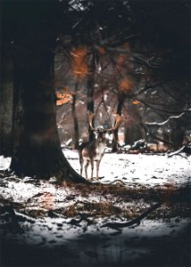Deer in the Forest photo