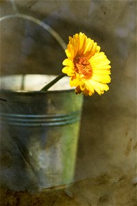 Vintage yellow flower in bucket photo