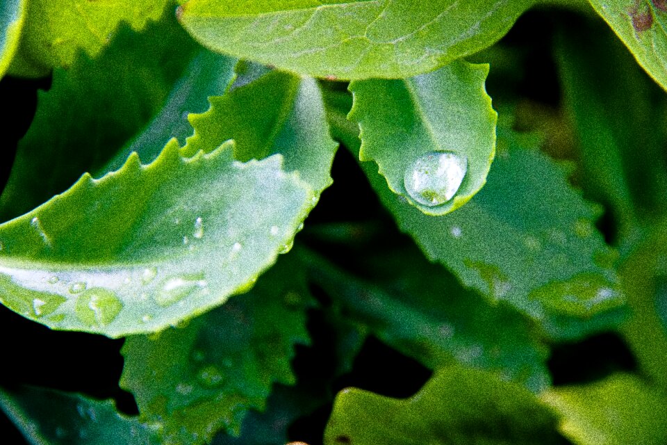 Drip green nature