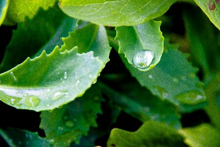 Drip green nature