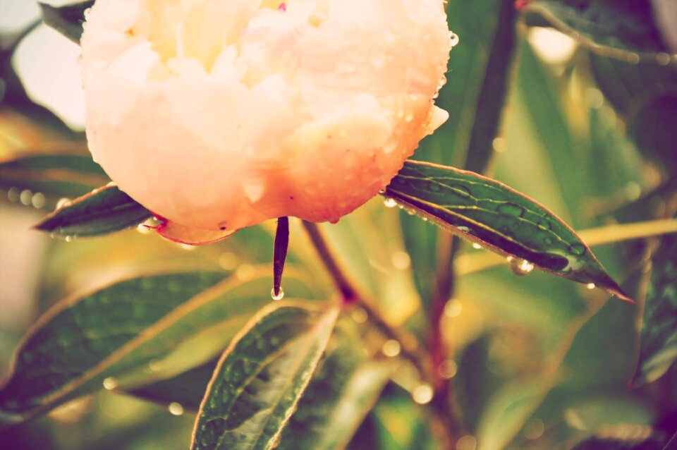 Garden nature summer