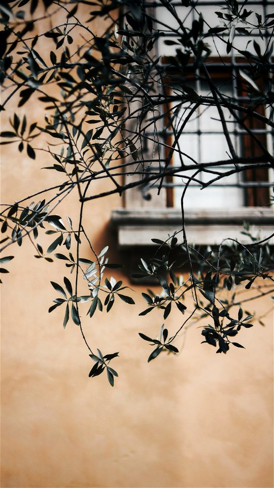 Close-up of a Branch