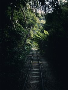 Forest Railway photo