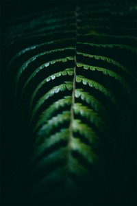 Green Leaf photo