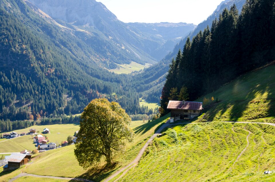 Mountain forest trees photo