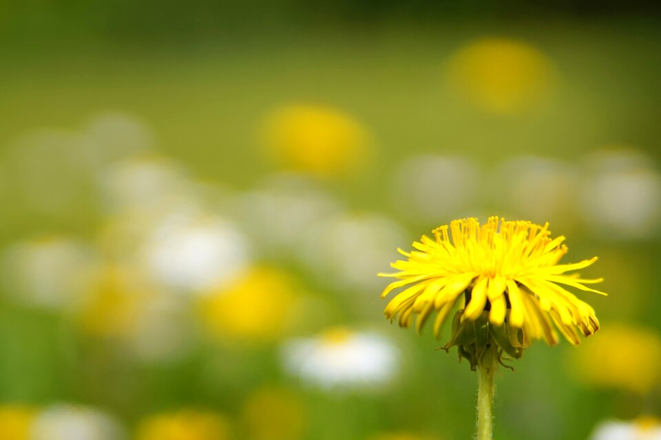 Summer dandelion growth