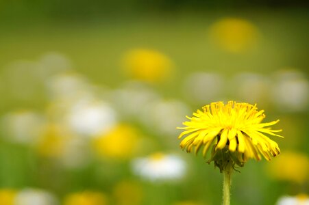 Summer dandelion growth